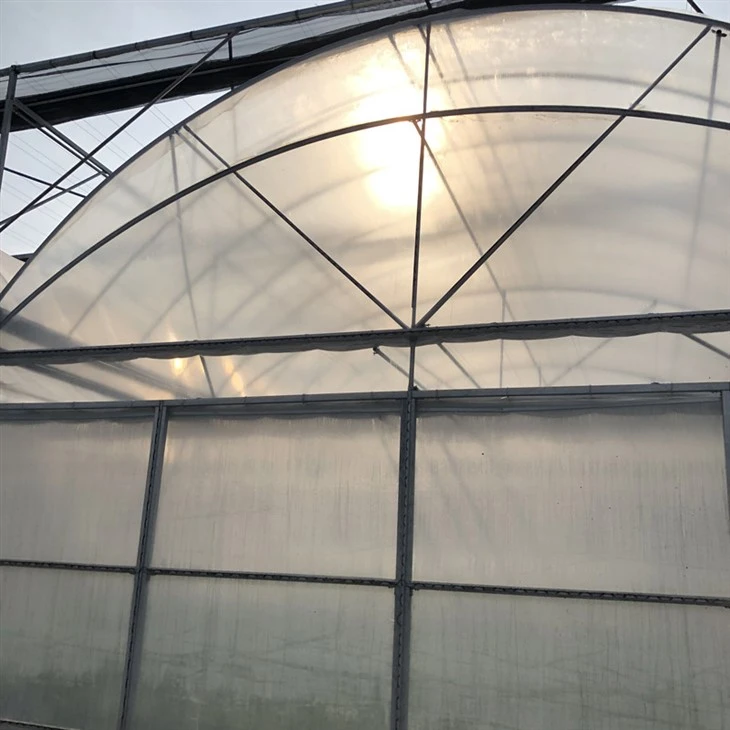 multi-span Commercial hoop greenhouse